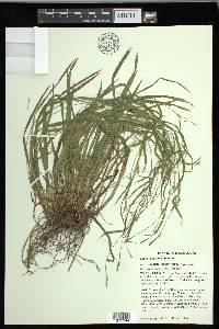 Carex laxiculmis image