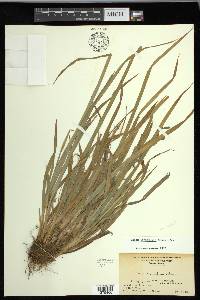 Carex laxiculmis image