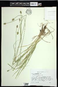 Carex leavenworthii image