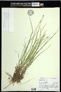 Carex laeviculmis image