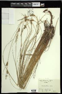 Carex lasiocarpa image