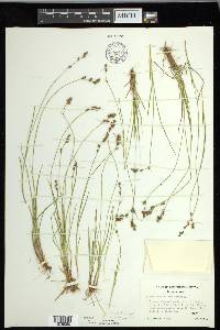 Carex laeviculmis image