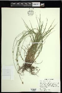 Carex leavenworthii image