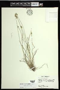 Carex leavenworthii image