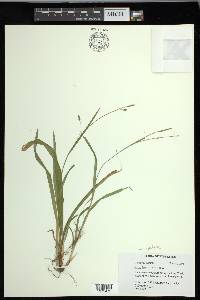 Carex laxiculmis image