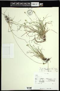 Carex leavenworthii image