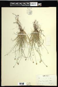 Carex leavenworthii image