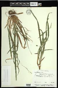 Carex laxiculmis image