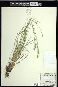 Carex leavenworthii image