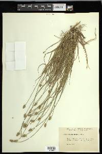 Carex leavenworthii image