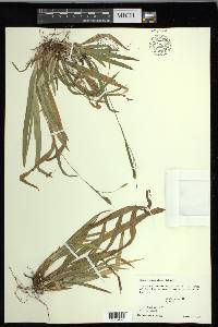 Carex laxiculmis image