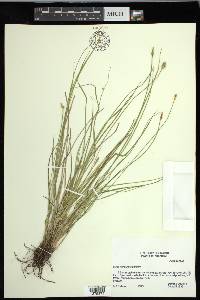 Carex leavenworthii image