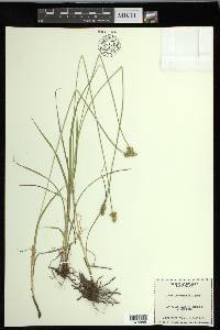 Carex leavenworthii image