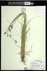 Carex leavenworthii image