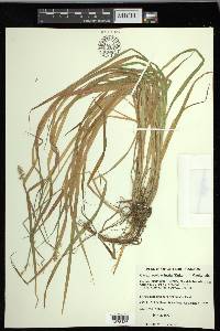 Carex laevivaginata image