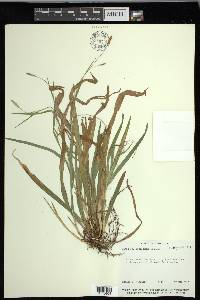 Carex laxiculmis var. laxiculmis image