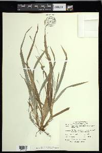 Carex laxiculmis image