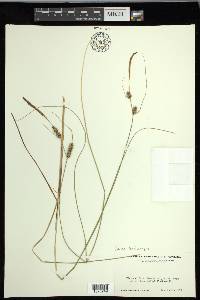 Carex lasiocarpa image