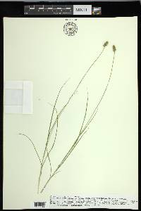 Carex leavenworthii image