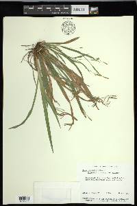 Carex laxiculmis var. laxiculmis image