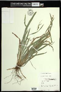 Carex laxiculmis var. laxiculmis image