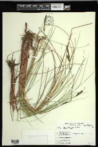 Carex lasiocarpa image