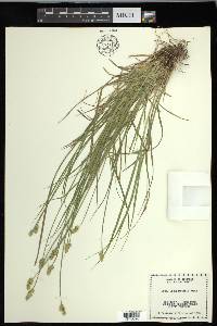 Carex leavenworthii image