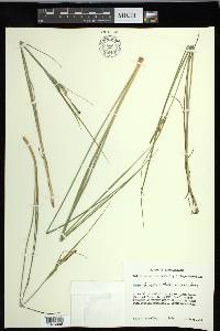 Carex lenticularis image