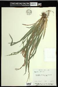 Carex laxiculmis image