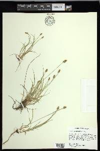 Carex leavenworthii image