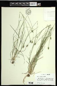 Carex leavenworthii image