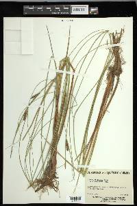 Carex lasiocarpa image