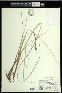 Carex lasiocarpa image