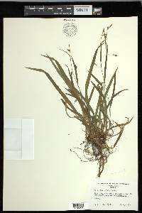 Carex laxiculmis var. copulata image