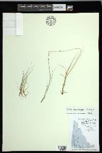 Carex lapponica image