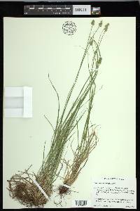 Carex leavenworthii image