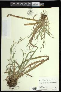 Carex laxiculmis image