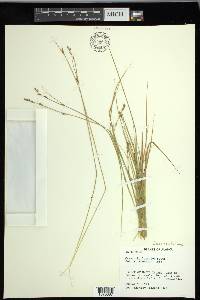 Carex laeviculmis image