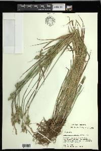 Carex longii image
