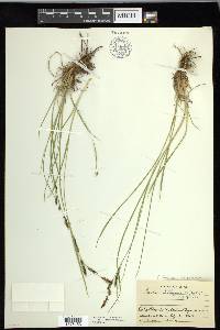 Carex kelloggii image