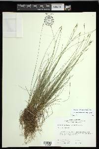 Carex leptalea subsp. leptalea image