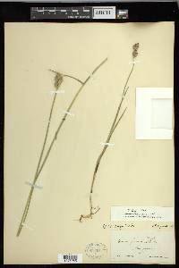 Carex longii image