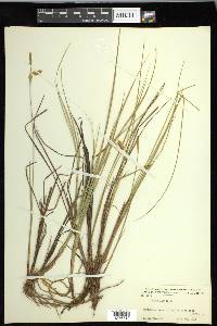 Carex limosa image