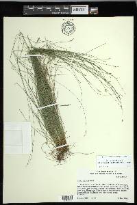 Carex leptalea subsp. harperi image