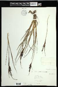 Carex lenticularis image