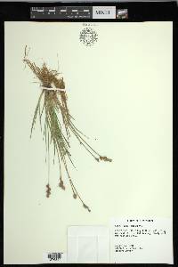 Carex longii image