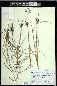 Carex lenticularis image