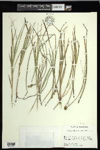 Carex longii image