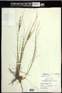 Carex lenticularis var. lenticularis image