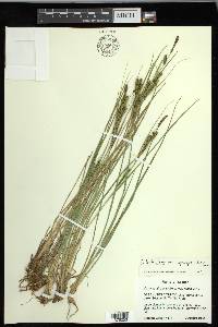 Carex kelloggii image